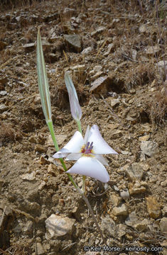 Imagem de Calochortus invenustus Greene