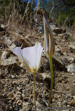 Image of plain mariposa lily