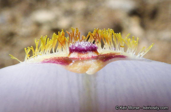 Image of plain mariposa lily