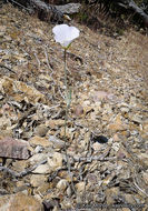 Image of plain mariposa lily