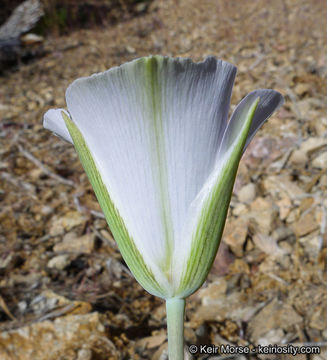 Image of plain mariposa lily