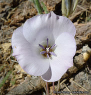 Image of plain mariposa lily