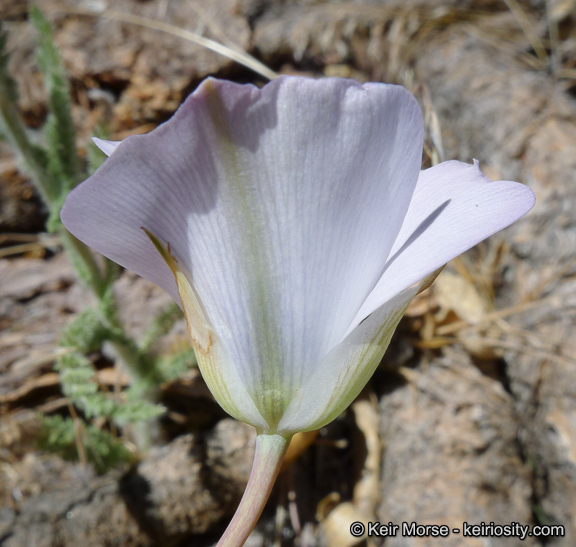 Image of plain mariposa lily