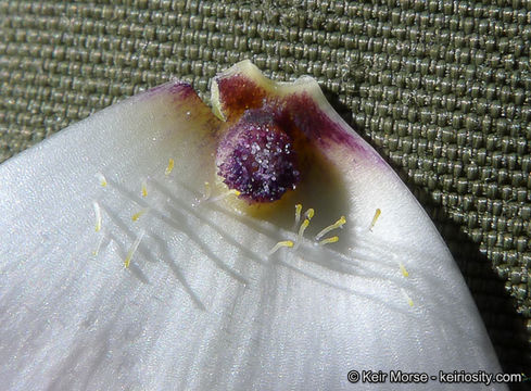 Image of plain mariposa lily