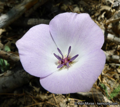 Image of plain mariposa lily