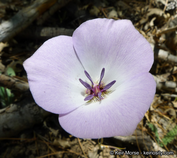 Imagem de Calochortus invenustus Greene