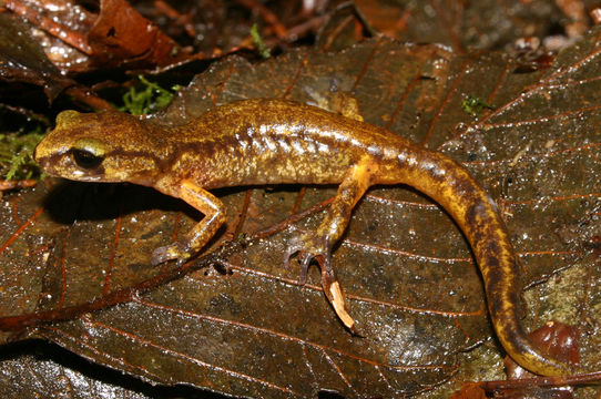 Image of Common Ensatina