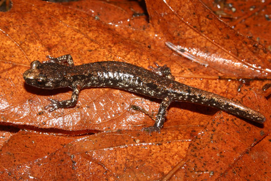 Image of Clouded Salamander