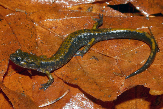 Image of Dunn's Salamander