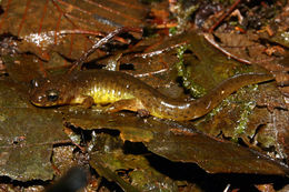 Image of Southern Torrent Salamander