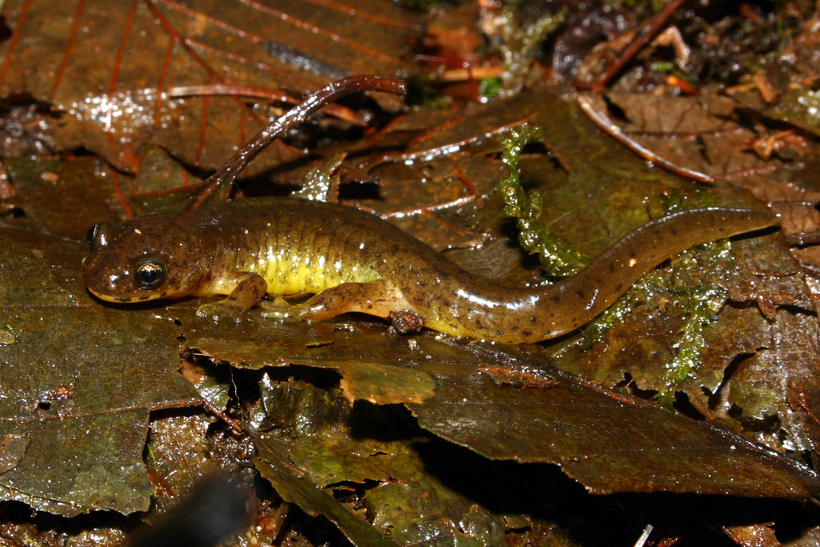 Слика од Rhyacotriton variegatus Stebbins & Lowe 1951