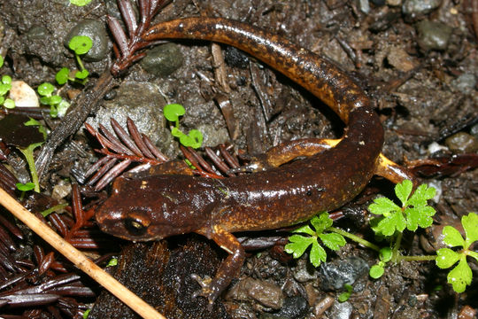 Image of Common Ensatina