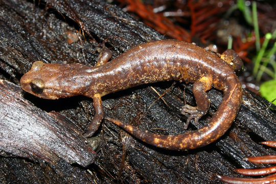 Image of Common Ensatina