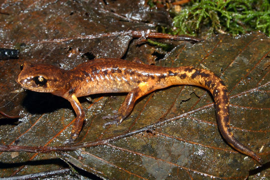 Image de Ensatina eschscholtzii Gray 1850