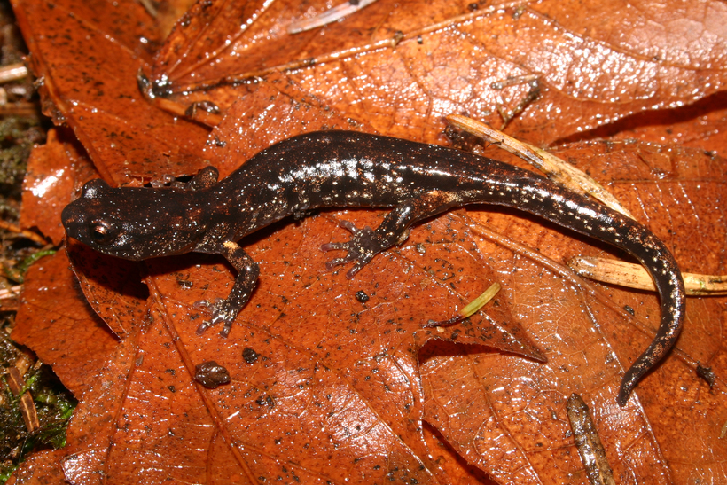 Image of Wandering Salamander