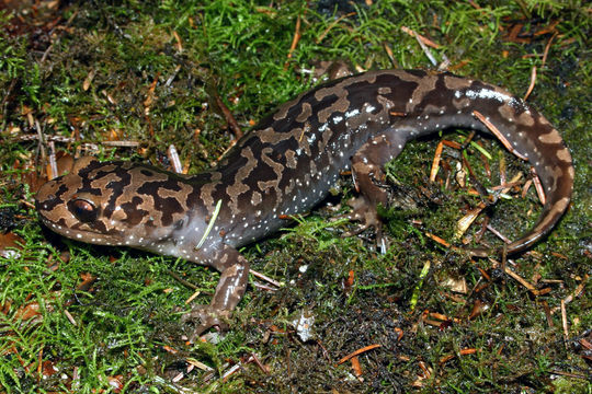 Image of Coastal Giant Salamander