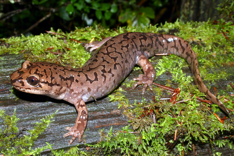 Image of Coastal Giant Salamander