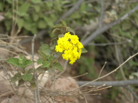 Image of West Indian Shrub-Verbena