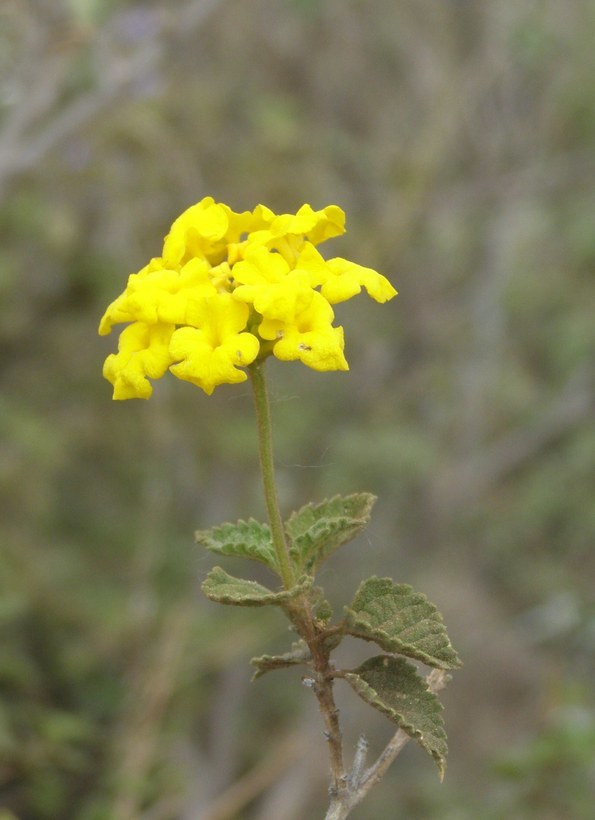 Sivun Lantana urticoides Hayek kuva