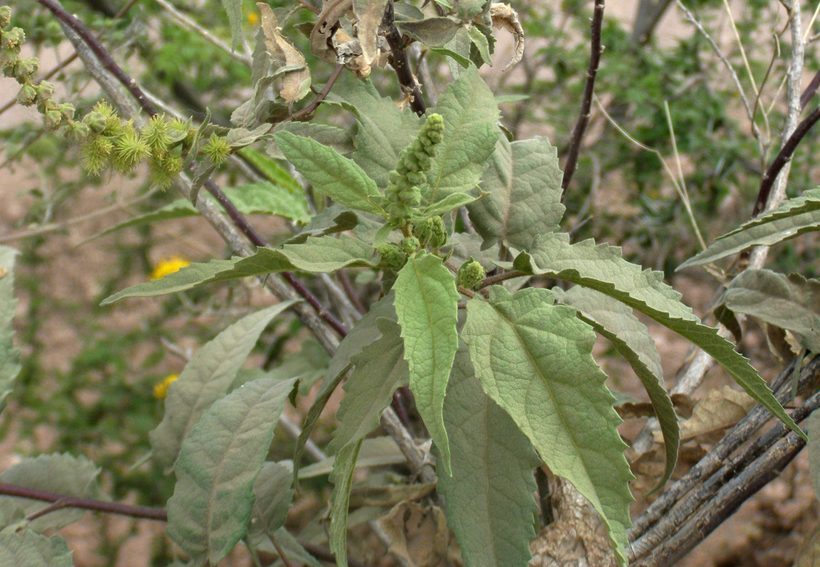 Image of Ambrosia-leaf Bursage