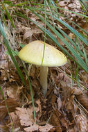 Image of Death cap