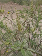 Image of Ambrosia-leaf Bursage