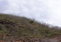 Image of Bursera lancifolia (Schltdl.) Engl.