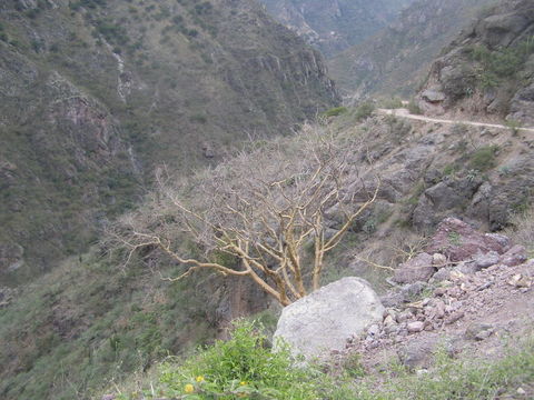 Image of Bursera lancifolia (Schltdl.) Engl.