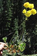 Image of Donner Pass buckwheat