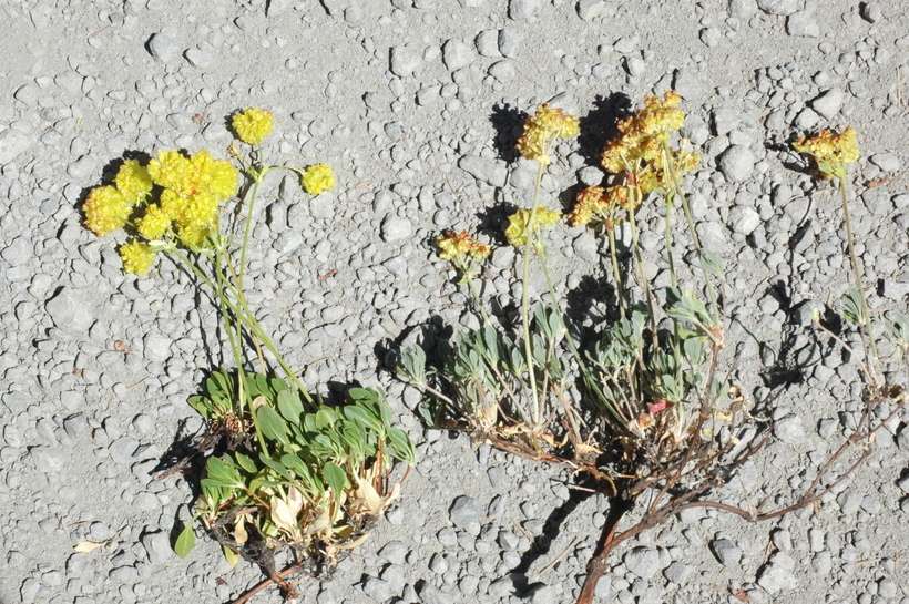 Imagem de Eriogonum umbellatum var. torreyanum (A. Gray) M. E. Jones