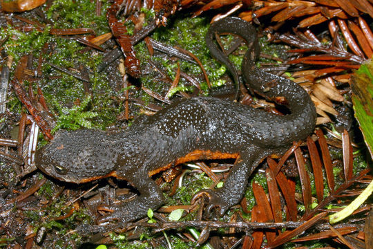 Image of Rough-skinned Newt