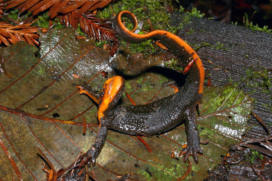 Image of Rough-skinned Newt