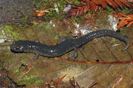 Image of Black Salamander