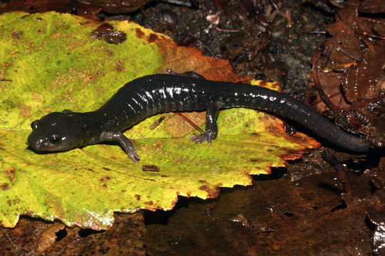 Image of Black Salamander