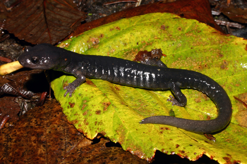 Image of Black Salamander