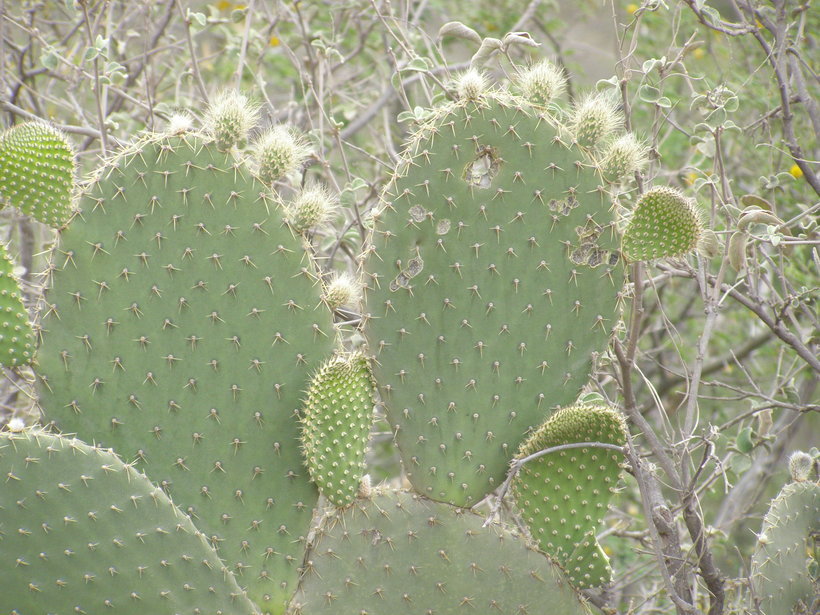 Image of <i>Opuntia durangensis</i>