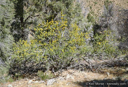 Image of California flannelbush