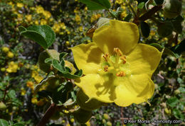 Sivun Fremontodendron californicum (Torr.) Coult. kuva