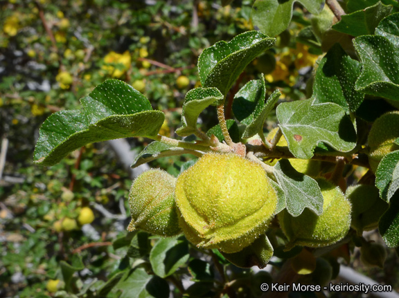 Image of California flannelbush