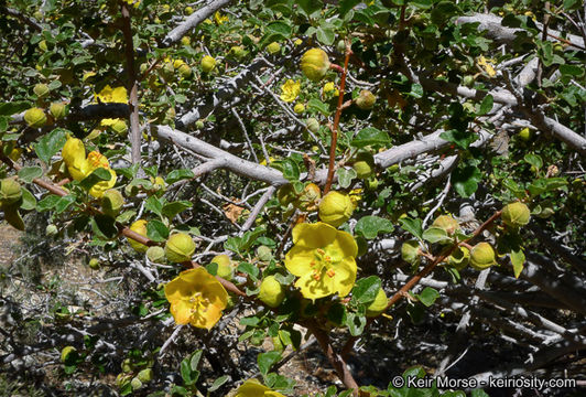 Image of California flannelbush