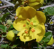 Image of California flannelbush