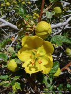 Image of California flannelbush