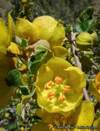 Image of California flannelbush