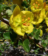 Image of California flannelbush