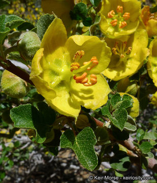 Image of California flannelbush