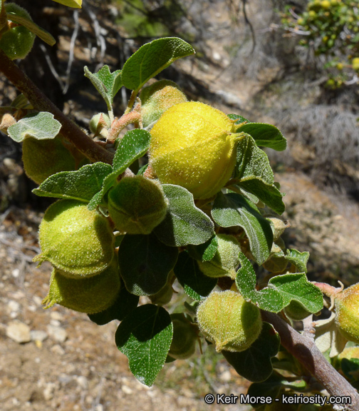 Image of California flannelbush