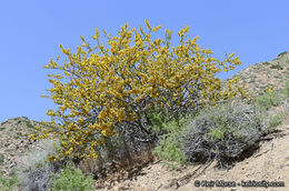 Image of California flannelbush