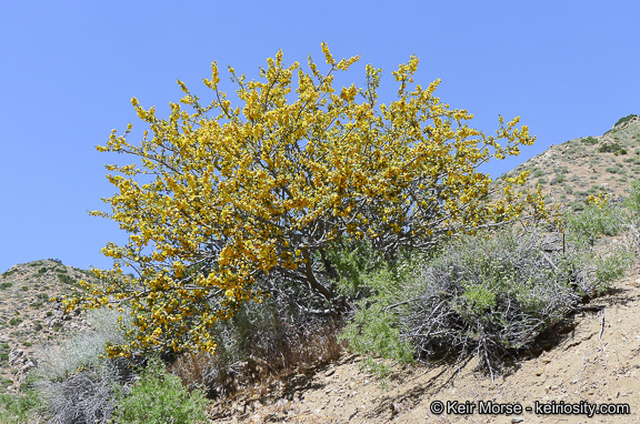 Sivun Fremontodendron californicum (Torr.) Coult. kuva
