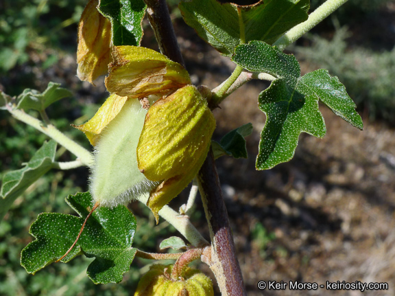 Image of California flannelbush