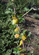 Image of California flannelbush